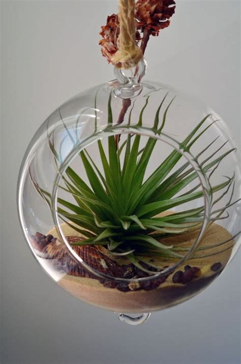 If you have a big empty space on your table, a attaching thread to the base of the plants and letting them hang almost invisibly is one way, but there are also many hangers designed specifically for air plants. Adorable Air Plant Terrarium Ideas
