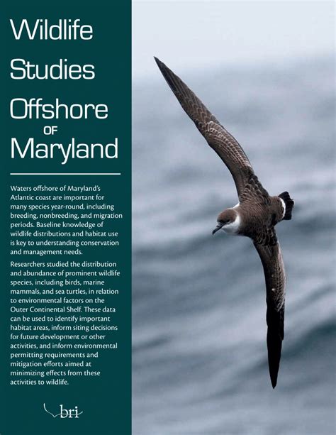 Pdf Wildlife Studies Offshore Of Maryland