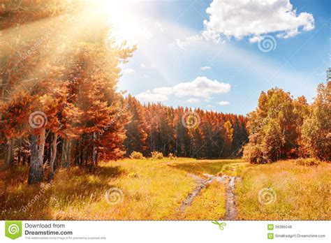 Beautiful Autumn Forest At Sunny Day Stock Photo Image