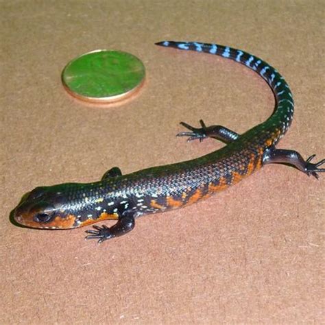 African Fire Skink Babies