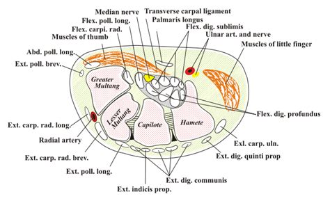Cross section of the long bone. What is Carpal Tunnel | Get The Facts | The Carpal Solution