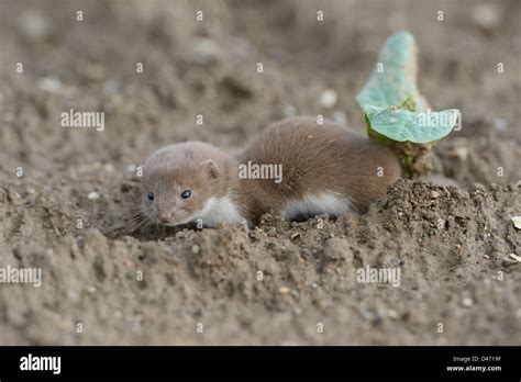 Baby Weasel Hi Res Stock Photography And Images Alamy