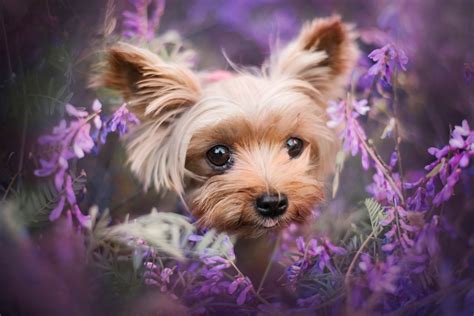 Download Purple Flower Dog Animal Yorkshire Terrier Hd Wallpaper