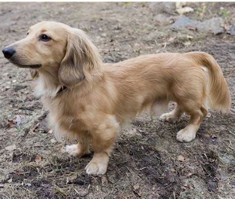 Golden Retriever Dachshund Mix Golden Dox Info Pictures And Facts