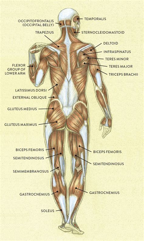 posterior anterior body diagram