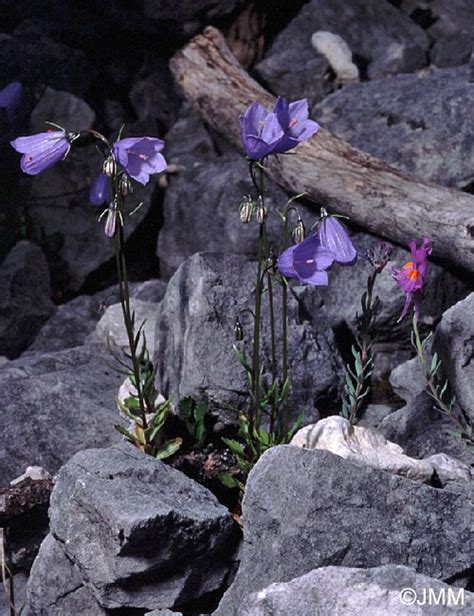 Campanula Cochleariifolia