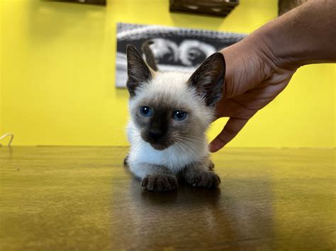 Westchester Puppies And Kittens Siamese Kittens For Sale New York