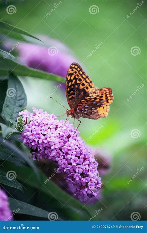 Farfalla Frittella Afrodite Che Si Nutre Di Una Farfalla Viola Immagine