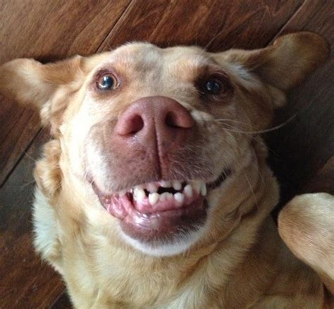 Grinning Dogs Will Make You Smile