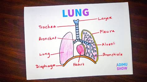Decorate plt.title('treemap of vechile class') plt.axis('off') plt.show(). How to draw and label a lung | step by step tutorial - YouTube