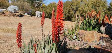 Aloe Hybrid In Flower Johans Hybrids Vaal Retreat July 2019 Flowers