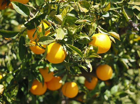 Download Free Photo Of Orangesfruitsorange Treecitrus Fruitstree