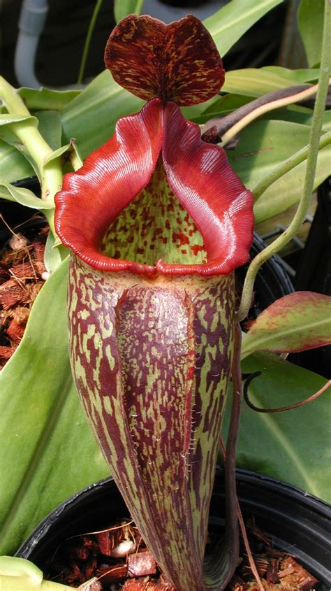 Tropical Pitcher Plants For Home And Greenhouse Garden