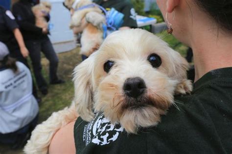 Cute Alert Puppies Dogs Rescued From Quebec Puppy Mill Ready For