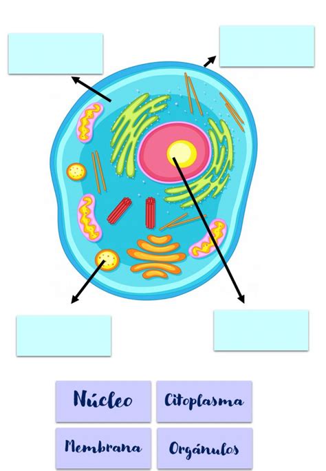 Estructura Y Partes De La Celula Eucariota Abc Fichas Images