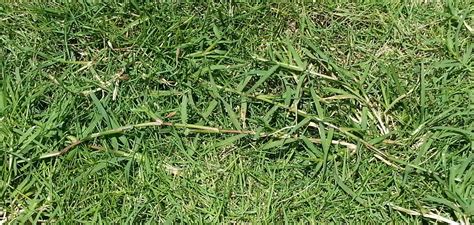 How To Kill Johnson Grass In Bermuda Lawn - how to kill johnson grass in bermuda lawn