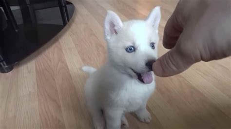 All White Husky Puppies With Blue Eyes Petsidi