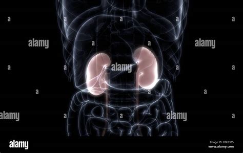 Organes Internes Humains Système Urinaire Reins Anatomie 3d Photo