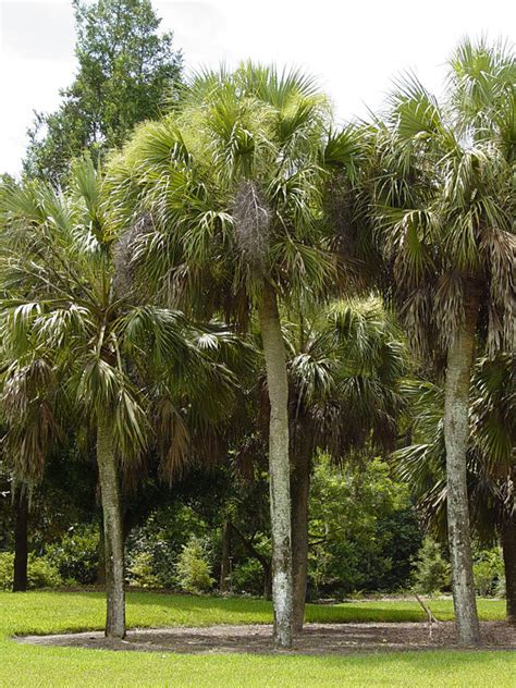 Sabal Palmetto Palm Tree Kens Nursery