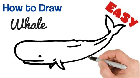 How To Draw A Whale Step By Step Aesthetic Drawing