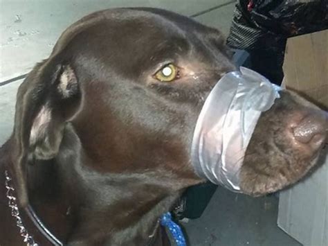 Woman Who Duct Taped Dogs Mouth Shut Charged With Animal Cruelty The