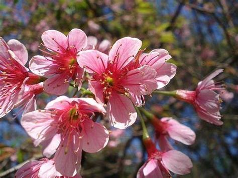 Learn How To Grow Stella Cherry Trees How To Guides Tips And Tricks Cherry Trees Garden