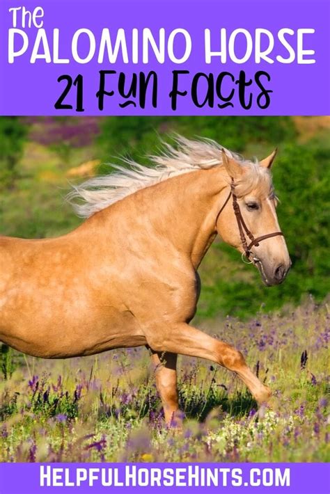 palomino horse facts  tons  pictures helpful horse hints