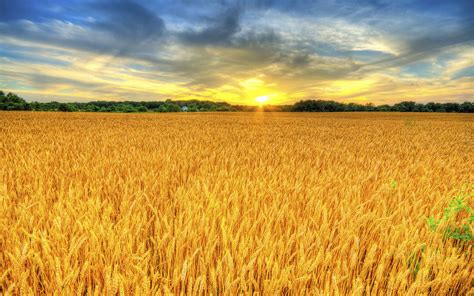 Sunset Field With Wheat Landscape Photo Hd Wallpaper