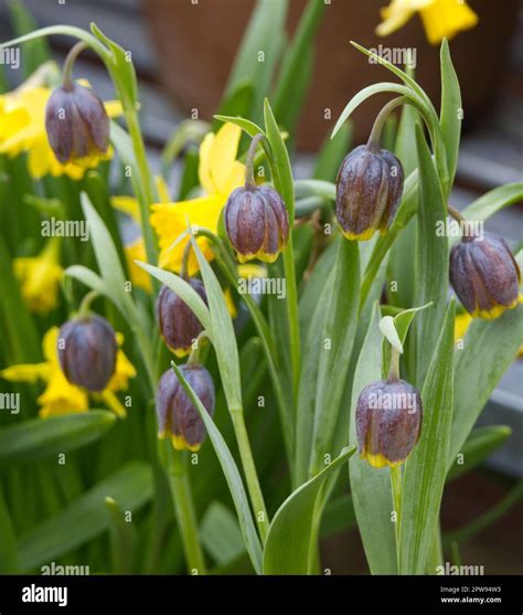 Unusual Brown And Yellow Spring Flowers Of Fritillaria Uva Vulpis Also