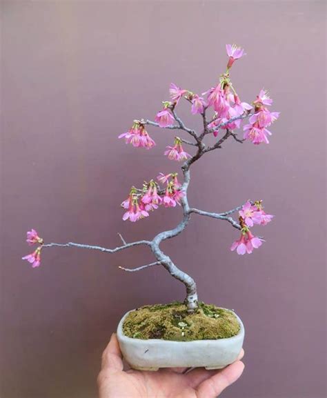 How To Grow A Bonsai Cherry Blossom Home And Garden Reference