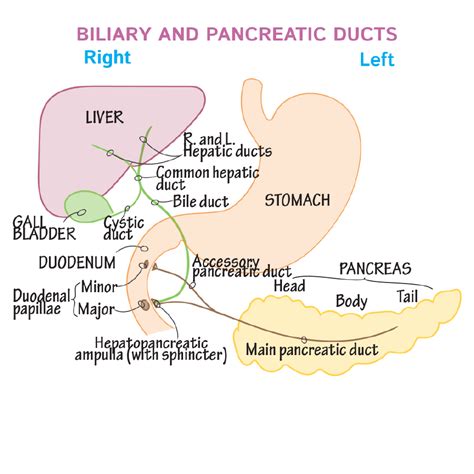 Gross Anatomy Glossary Liver Gallbladder And Pancreas Ducts Draw