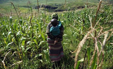 Lesotho New Study Reveals Hunger Burden On Lesothos Economy