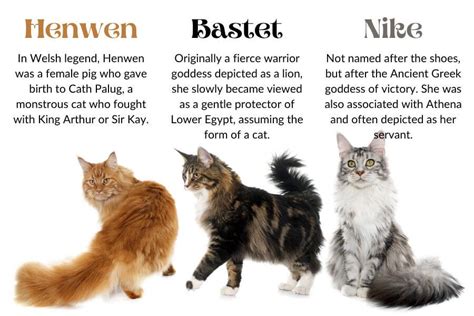 Powerful Female Cat Names Ideas For Sassy Felines