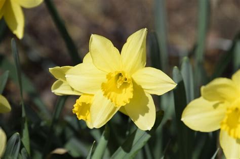 Premium Photo Flowers Daffodil Yellow Spring Flowering Bulb Plants In