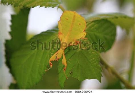 Giant Malaysian Leaf Insect Phyllium Tobeloense Stock Photo 1086990926