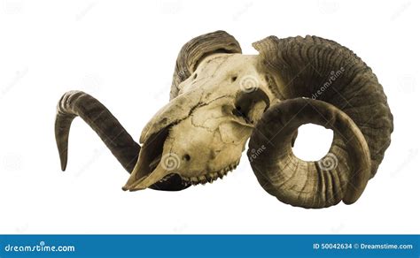 Side View Of Ram Skull With Big Horns Isolated On White Stock Photo