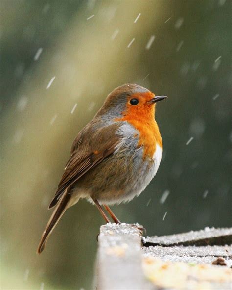 Robin In Snow Animals Incects Creatures Pretty Birds Beautiful