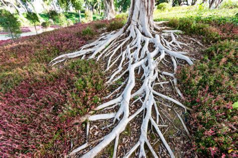 Tree Roots Intertwined Stock Photos Pictures And Royalty Free Images