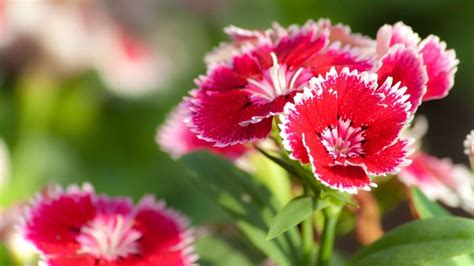 Check spelling or type a new query. ナデシコの花言葉｜花言葉に想いをのせて | LIVE THE WAY