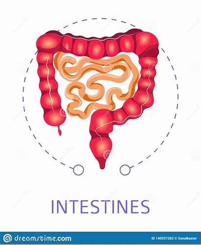 Intestines Icon System Digestive Organs Internal Isolated