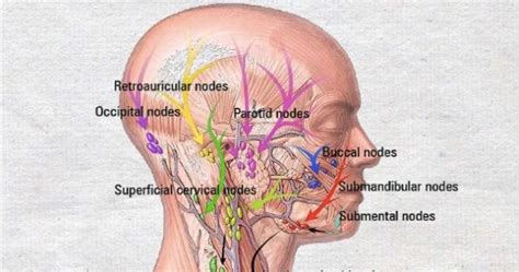 The Best 19 Occipital Lymph Nodes Greatmotherart