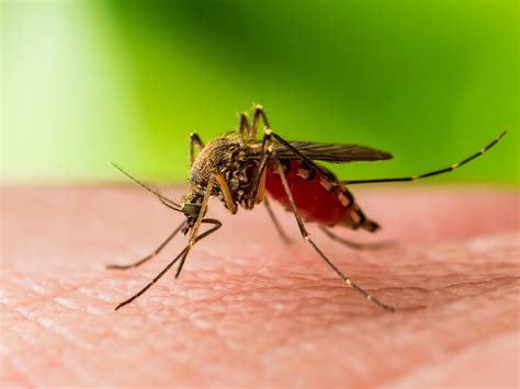 West Nile Virus Causes Symptoms And Prevention Live Science