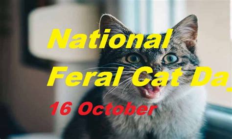 National Feral Cat Day 2024 History Quotes Wishes Messages