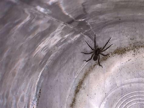 Schizocosa Lanceolate Wolf Spiders In Indiana United States