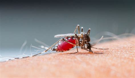 Why Some People Are Mosquito Magnets The Week