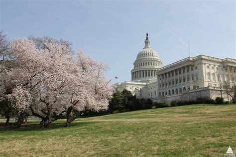 Capitol Building With Cherry Blossoms Fb Card The Planetary Society
