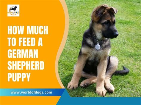 How Much To Feed A German Shepherd Puppy Feeding Chart World Of Dogz