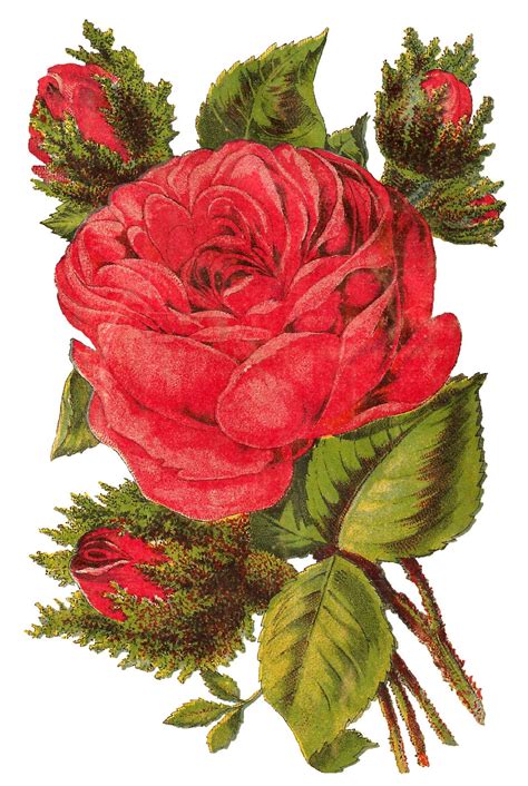Antique Images Free Red Rose Digital Clip Art Seed