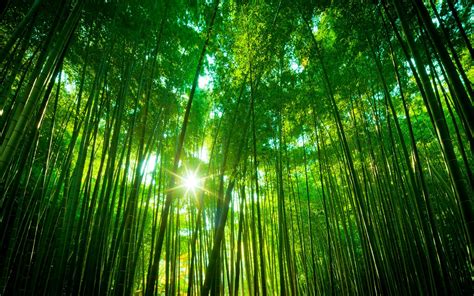 Bamboo Forest Japan Computer Wallpaper Images