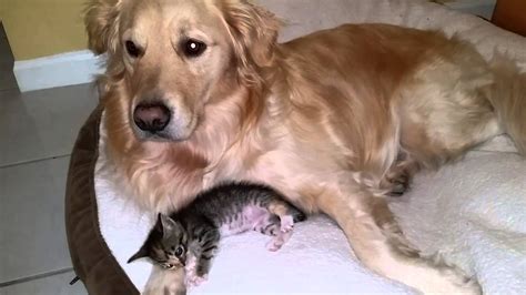 Tiny Kitten Snuggling With His Golden Retriever Dog Foster Father 3